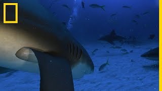 Un requin bordé croise la route dun requin bouledogue [upl. by Tamar384]