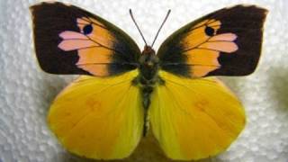 Californias state insect Dogface Butterfly Life Cycle Documentary 720p HD [upl. by Melita]