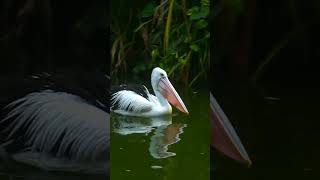 Beautiful pelican [upl. by Yggam]