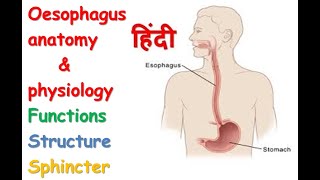 Oesophagus anatomy amp physiology in hindi  functions  structure  spinchcer [upl. by Ainerbas]