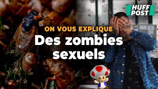 Une invasion de cigales va toucher les ÉtatsUnis et certaines sont des zombies assoiffés de sexe [upl. by Nevek]