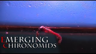 Emerging Chironomids by David Strawhorn [upl. by Eifos562]