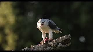 Black shouldered Kite Elanus caeruleus [upl. by Arbmahs]