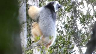 Diademed sifaka Madagascar [upl. by Ennovi]