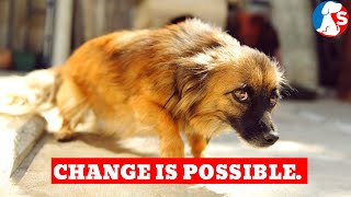 How To Help An Abused Dog To Change Its Behaviour [upl. by Jayne]