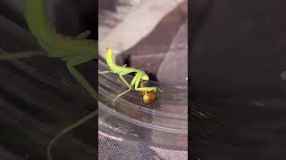 Mantis Eating Fly at Night [upl. by Mashe]