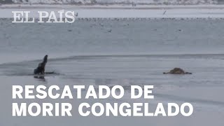 Rescatan a un PERRO de un LAGO CONGELADO en Turquía  Viral [upl. by Teragramyram735]