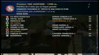 Carr1 Premio THE LEOPARD USA 25062024 [upl. by O'Kelly]