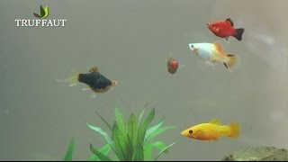 Quels poissons choisir pour votre aquarium   aquariophilieTruffaut [upl. by Amrac]