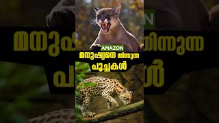 മനുഷ്യനെ തിന്നുന്ന പൂച്ചകൾ 🐈 [upl. by Nek]