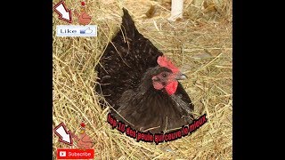 Top 10 des poules qui couves le mieux [upl. by Hailat]