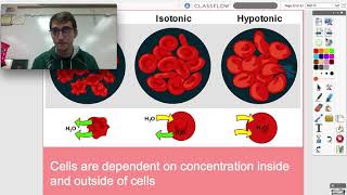 Osmosis  Tonicity Biology Review  Human Anatomy amp Physiology [upl. by Barde]