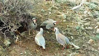 Partridge hunting Keklik avi Охота кеклики Chukar avi Шикори кабк Keklik sesi شکار کبک Kabk shikar [upl. by Atila]