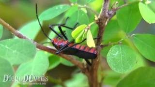 Sphictyrtus chryseis  Giant Mesquite Bugs Hemiptera Percevejo [upl. by Aenotna838]