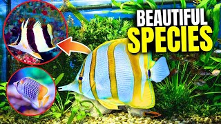 The 21 BEST Types Of Butterflyfish [upl. by Nwad]