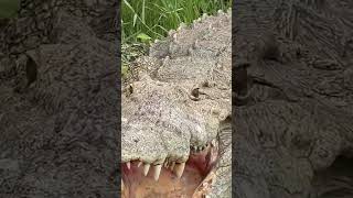 Huge Crocodile with Swords Teeth subscribe [upl. by Stodder]