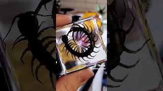 These are our centipede specimens I love these resin pieces they are some of my favorites [upl. by Neyr756]