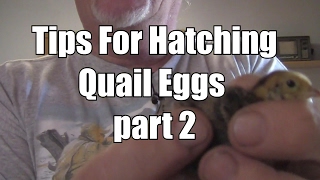 How to hatch quail eggs quotPart 2quot How to raise quail [upl. by Mcmurry]