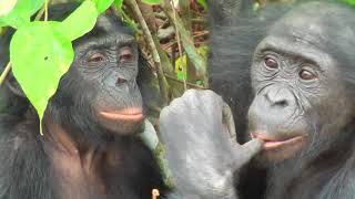 TRUE BONOBO LOVE [upl. by Clementas128]