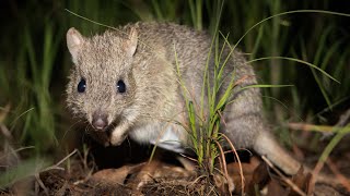 Endangered Northern Bettong released at Mount ZeroTaravale Wildlife Sanctuary [upl. by Polik]