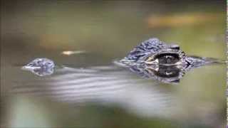 Spectacled Caiman [upl. by Cherrita913]