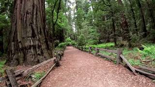 Redwood Grove Loop Henry Cowell CA State Park [upl. by Arimak]