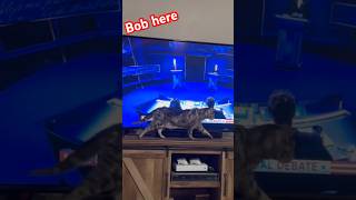 Bob here 2024debate donteatme petlifesmatter vote catshorts seniorcat undecided usa [upl. by Yenar514]