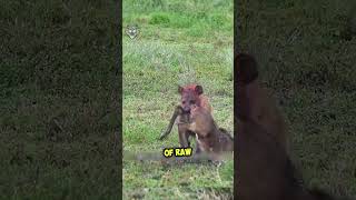 Baby Antelope STANDS UP to Hungry Hyena Antelope hyena wildlife animals wildfeature feature [upl. by Eelik]