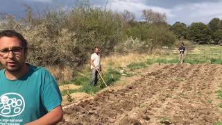 Plantando patatas sin labrar  mejorando el método [upl. by Nylessej778]