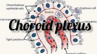 choroid plexus anatomy physiology physio drnajeeblectures drnajeeb viralvideo trending [upl. by Nivrae]