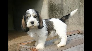 Discover the Adorable Petit Basset Griffon Vendéen A MustHave Breed for Dog Lovers petitbasset [upl. by Arissa]