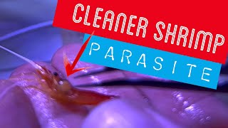 Dealing with a parasitic isopod living on my cleaner shrimp [upl. by Engen]