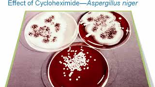 Introduction to Clinical Mycology Part 3 Hot Topic [upl. by Lorrayne]