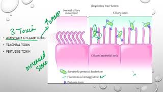 Bordetella pertussis [upl. by Gervais306]