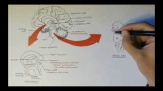 Brain Anatomy Overview  Lobes Diencephalon Brain Stem amp Limbic System [upl. by Philipson]