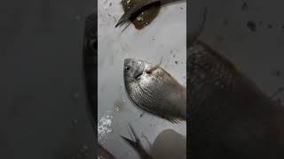 Sea bream 🙄food trending shots shotsvideo instagram instareels seafood fishing [upl. by Loftus]