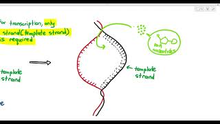 66 Protein Synthesis Transcription Cambridge AS amp A Level Biology 9700 [upl. by Daegal605]