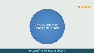 DNA magnetic bead purification principle [upl. by Avika]