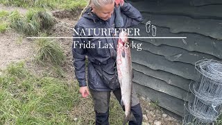 Frida Lax Namsen 2023 Laks GartlandRosset Laksvald Salmon fishing Namsen Norway Laksefiske [upl. by Onaicnop]