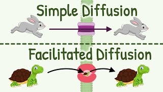 Facilitated Diffusion Explained [upl. by Anivid373]