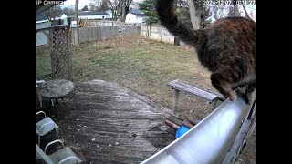 20241207 103056 Neighbors cat jumping onto and off of roof from trellis backyard [upl. by Allyce963]