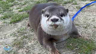 カワウソぼぶりんの激レア！お散歩シーン！ Otter Bob Taking a walk Run Run Run [upl. by Agarhs]