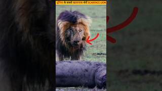 Scarface lion video facts [upl. by Maitland543]