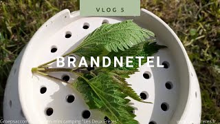 Natuur weetjes voor kinderen Vlog 5 Brandnetel [upl. by Lemmuela]