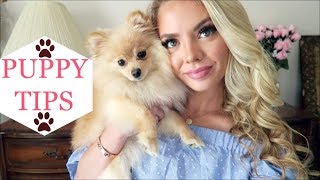 PUPPY TIPS and Tricks for Beginners  Pomeranian Puppy [upl. by Hyrup210]