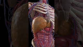 From Fatty Liver to Cirrhosis [upl. by Utas574]