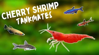 BEST Cherry Shrimp TANKMATES  TOP 10 [upl. by Mcloughlin]