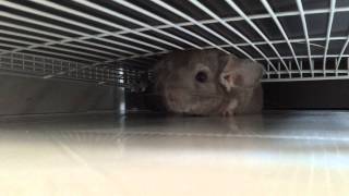 龍貓叫聲？Chinchillas barking [upl. by Neral]