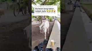 Bosen mana makan rumput funnyvideo kambing [upl. by Relyhcs965]