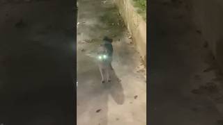 Cat eyes glow amp frighten 👀 عيون القطة المضيئة [upl. by Dorelle847]